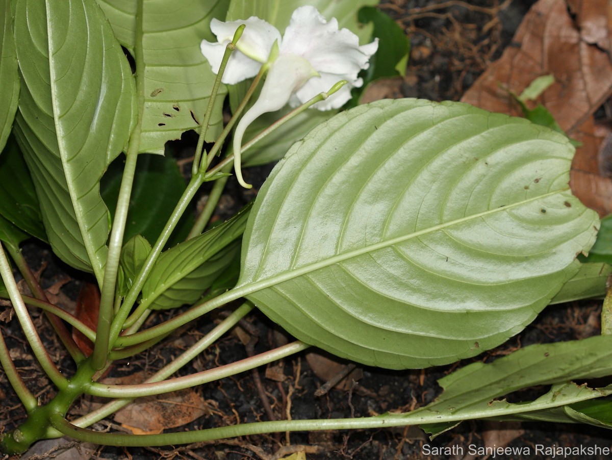 Impatiens grandis B.Heyne